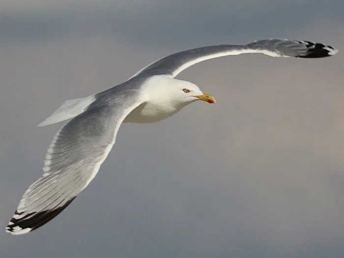 Im Flug erwischt