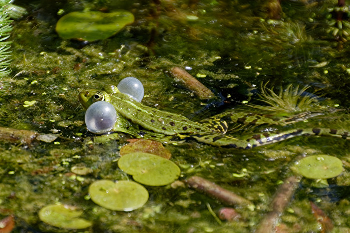 Frosch