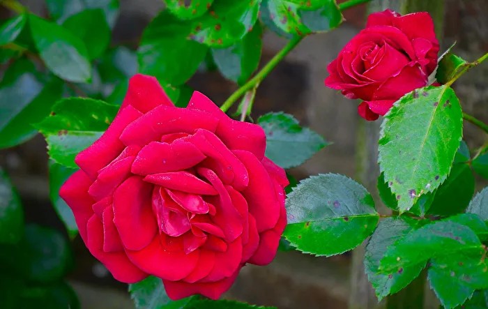 the rose