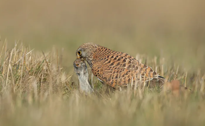 Turmfalke