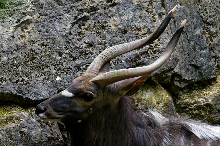 Flachlandnyala