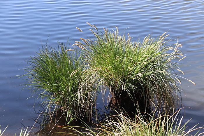 kleiner Teich