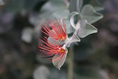 Blüte