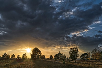 Lüneburger Heide im Herbst-Abendlicht