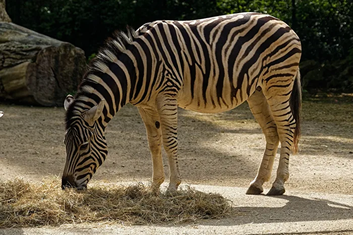 Zebra