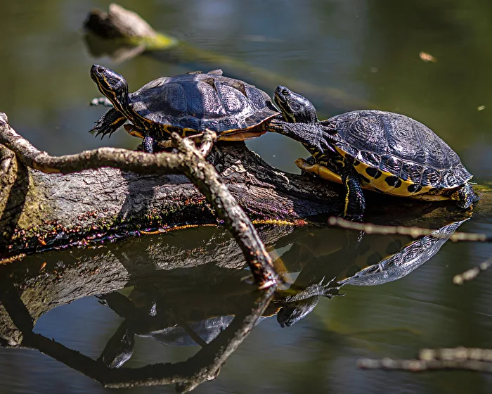 Schildkrötenpaar