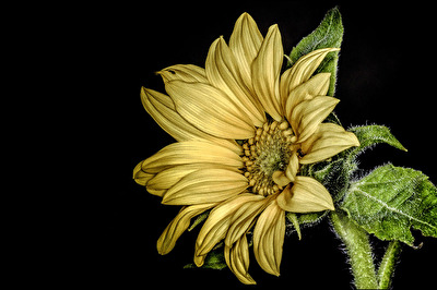 Sonnenblume