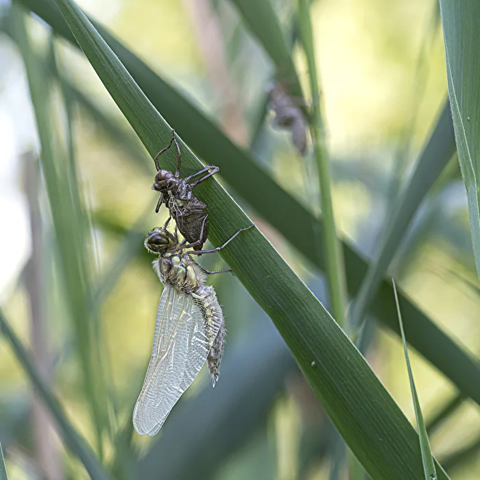 Dragonfly Emergence..