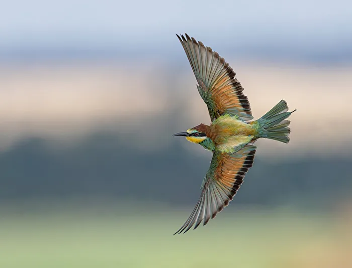 Bee-eater