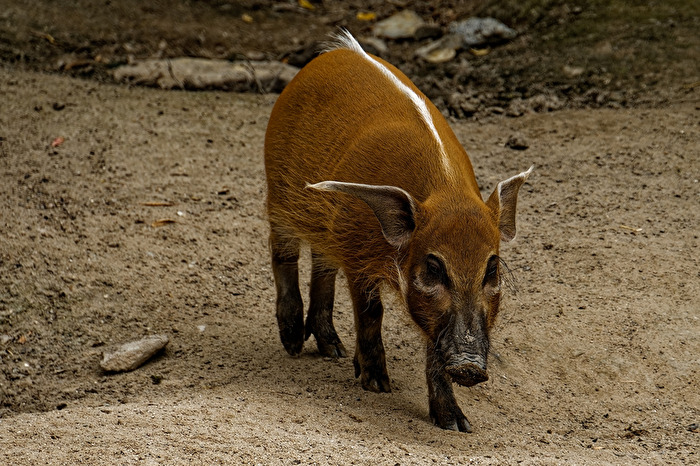 Pinselohrschwein