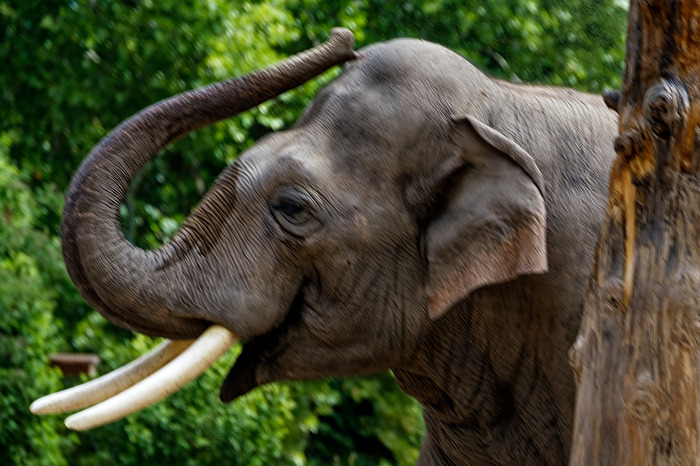 Elefant