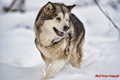 Alaskan Malamut Dame Yoki im Schnee