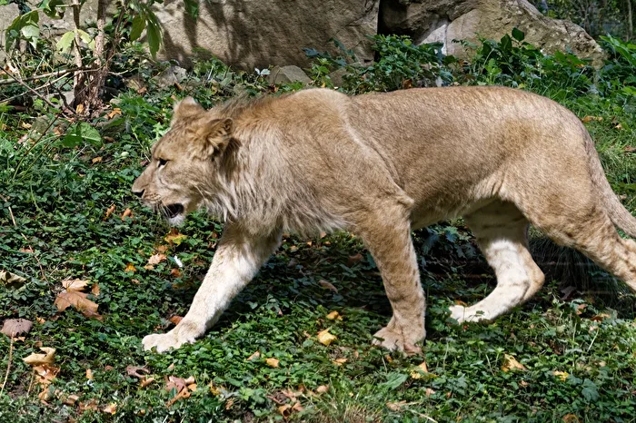 Löwe