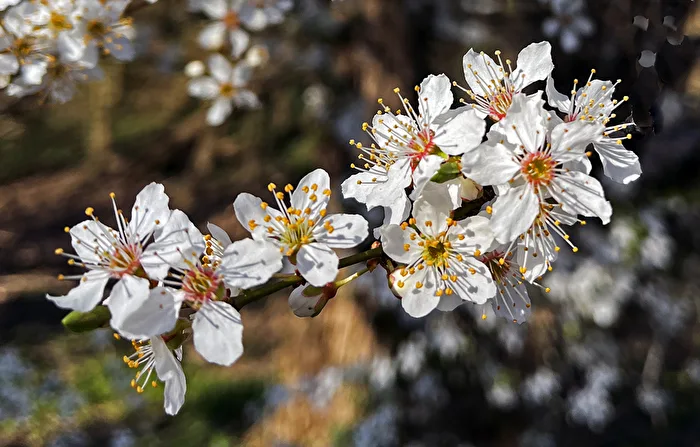 Frühling