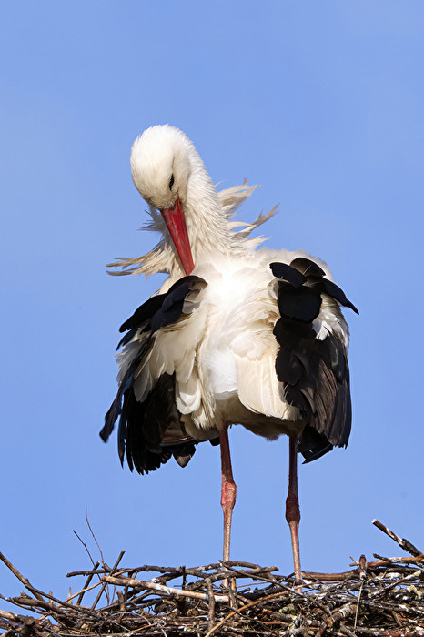Storch