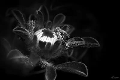 Fine-Art-Makro