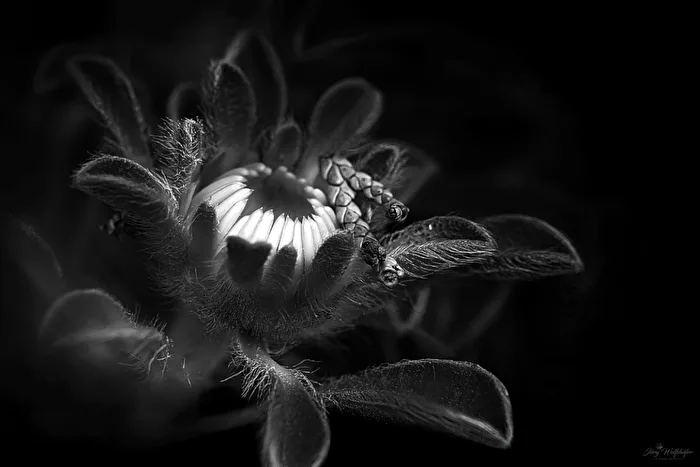 Fine-Art-Makro