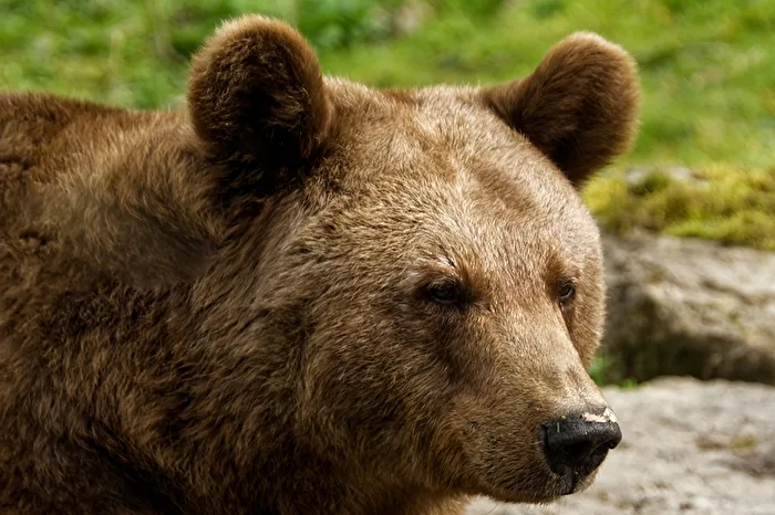 Brown Bear