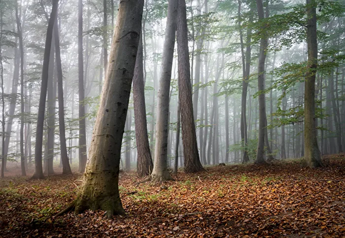 In the Forest Forest