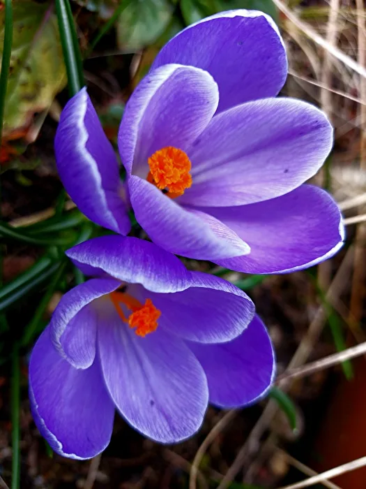Early Bloomers