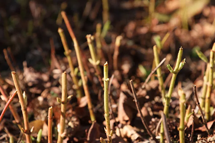 Perennial Shoots