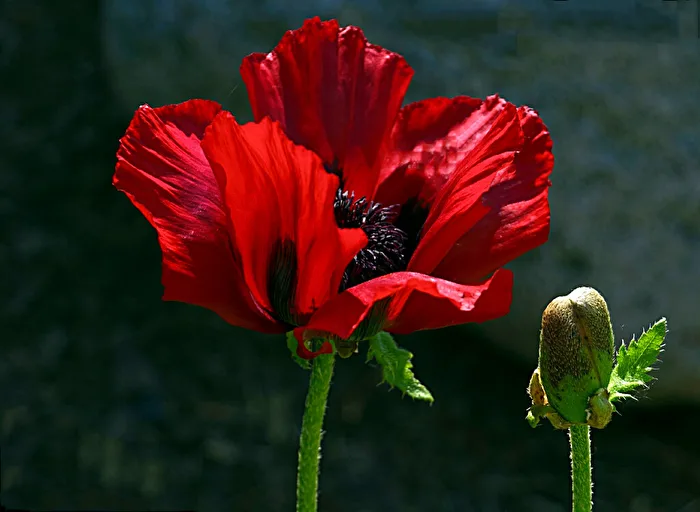 Mohn