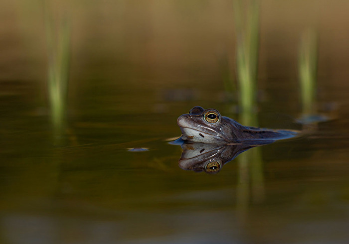 Moorfrosch