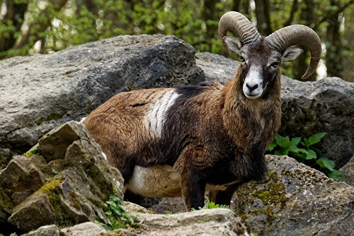 Mouflon