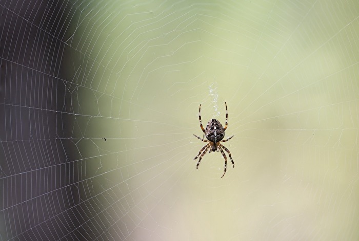Spinne im Netz