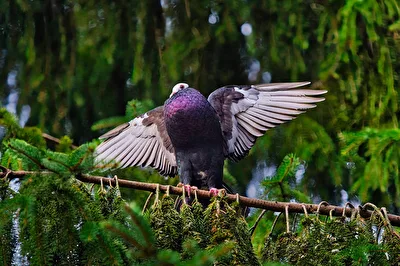 Showoff