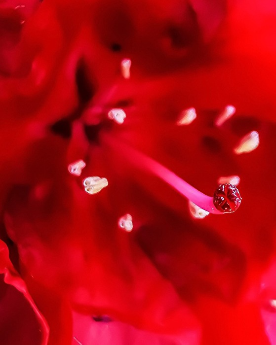 Stempel einer Rhododendronblüte