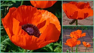 Mohnblüte