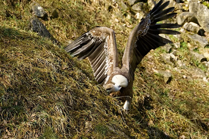 Vautour à griffes