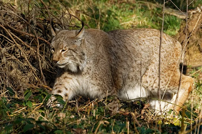 Lynx