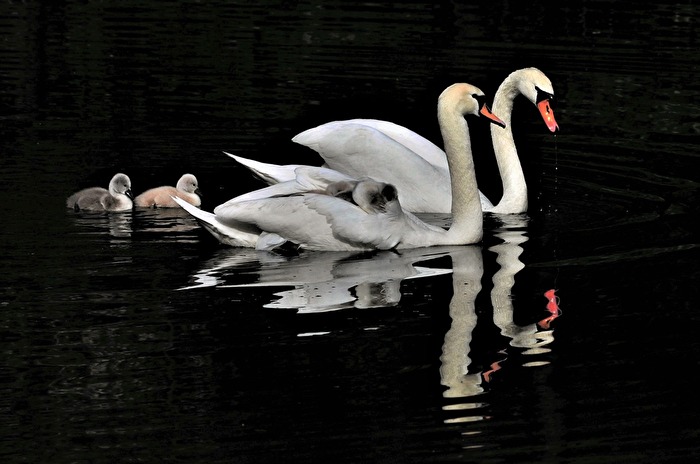 " Familien - Glück "