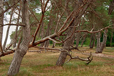 Vergängliches in der Natur