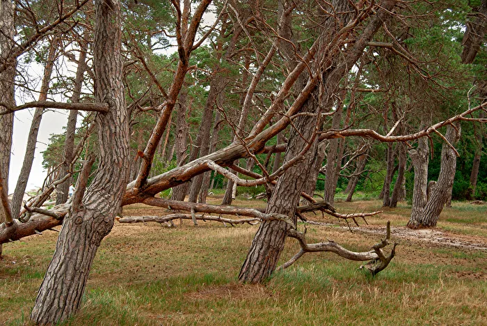 Vergängliches in der Natur
