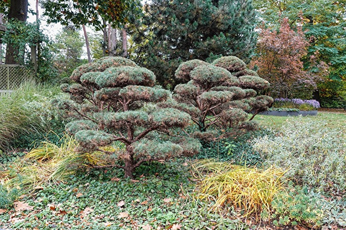 Etagenmäßig gewachsen