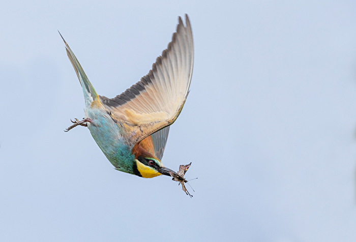 Bienenfresser mit Beute