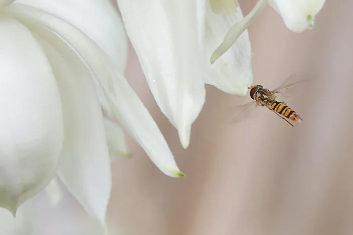 Hainschwebfliege