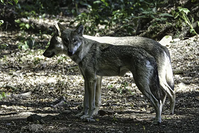 Wolves