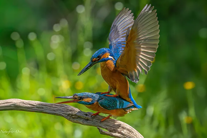 Eisvogelnachwuchs