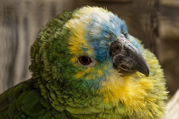 Blaustirn-Amazone