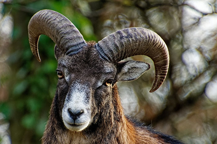 Mufflon