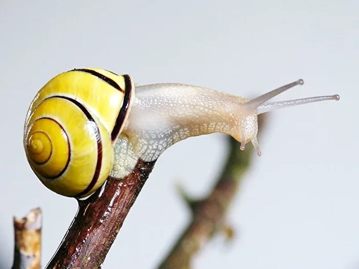 Spiral Snail