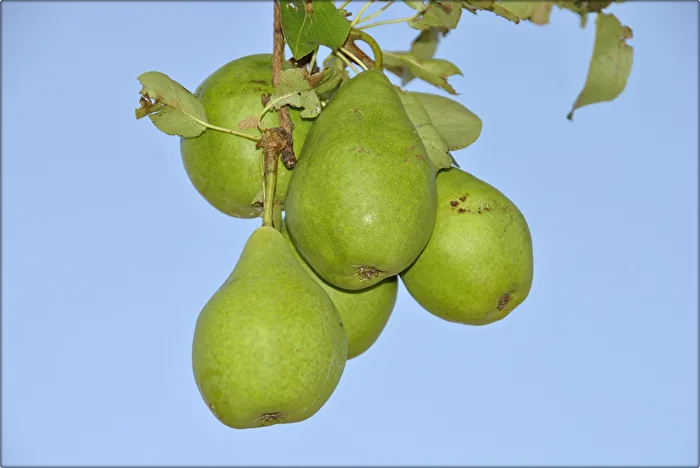 Birnen