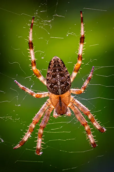 Orb-weaver spider in the garden