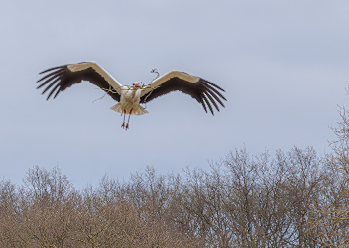 Schaffe, schaffe, Häusle bauen und dann an den Nachwuchs denken.