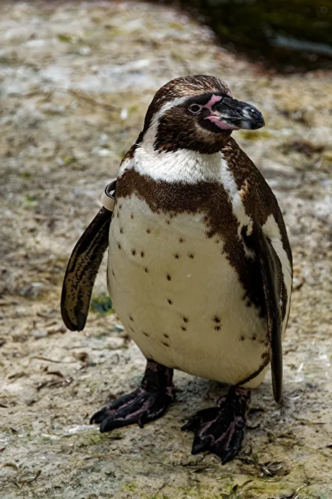 Pimguin