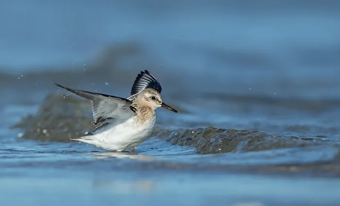 Correlimos tridáctilo (Calidris alba)